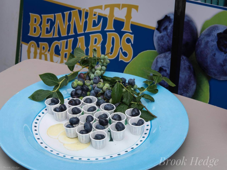 Cups of mouthwatering Bennett Blueberries for guests to try at coastal farmers markets in Delaware and Maryland 